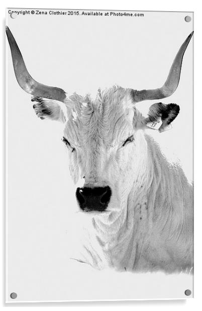 The White Horned Cow Acrylic by Zena Clothier