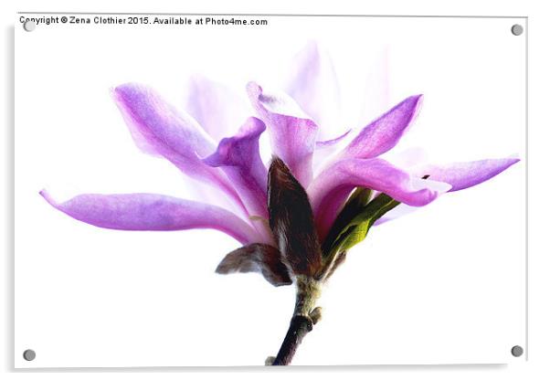 Simply Magnolia Acrylic by Zena Clothier