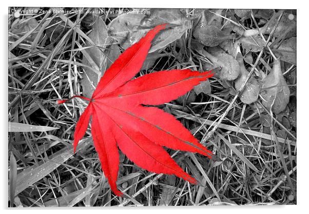  The Red Leaf Acrylic by Zena Clothier