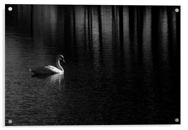 Solitary swan on a Scottish Lake Acrylic by Sonia Packer
