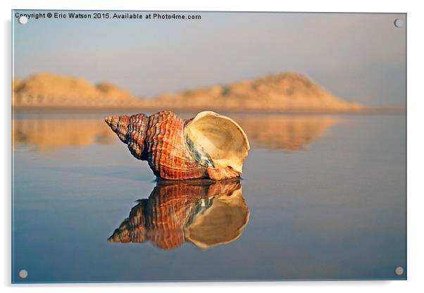  Shell Reflection Acrylic by Eric Watson
