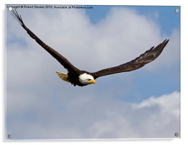   Bald Eagle in Flight Acrylic by Robert Stocker