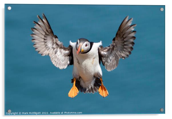Puffin With Landing Gear Out Acrylic by Mark McElligott