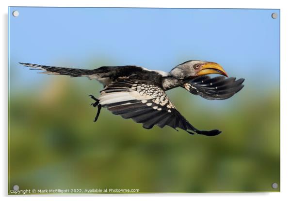 Yellow Billed Hornbill Scouting The Skies Acrylic by Mark McElligott