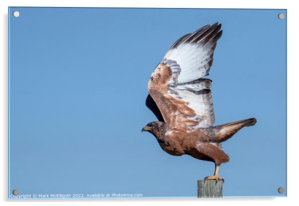 Golden Eagle Flying Gear At The Ready Acrylic by Mark McElligott