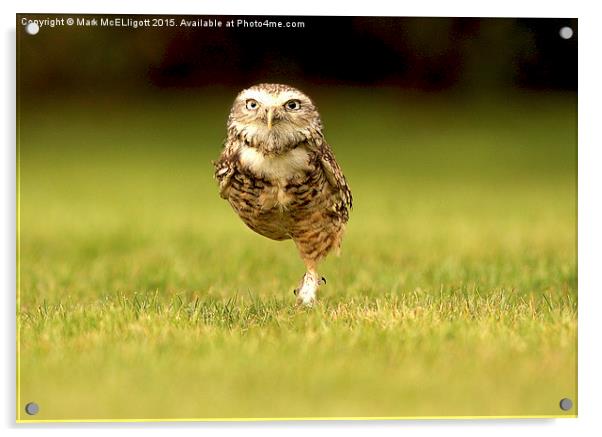  Burrowing Owl on the march left foot forward Acrylic by Mark McElligott