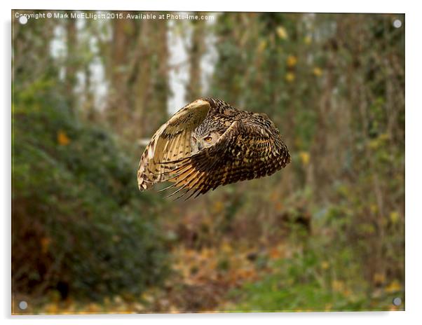  Eagle Owl Acrylic by Mark McElligott