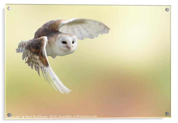 Barn Owl Inflight Acrylic by Mark McElligott