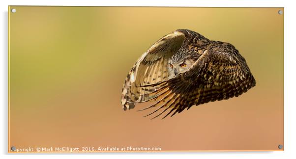 European Eagle Owl on the Hunt Acrylic by Mark McElligott