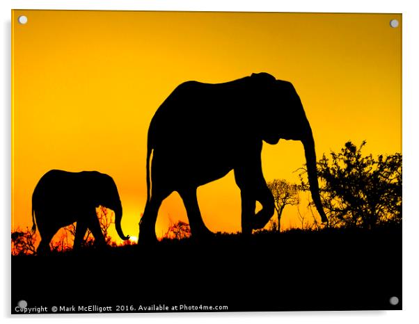 Elephant Silhouette  Acrylic by Mark McElligott