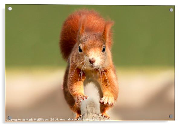 Red Squirrel  Acrylic by Mark McElligott