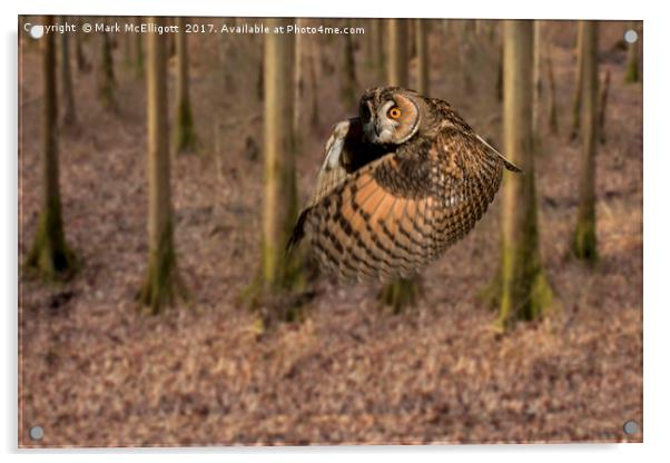 Eagle Owl On It's Daily Hunt Acrylic by Mark McElligott