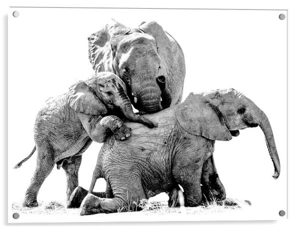 Elephant Family Photo Shoot Acrylic by Mark McElligott