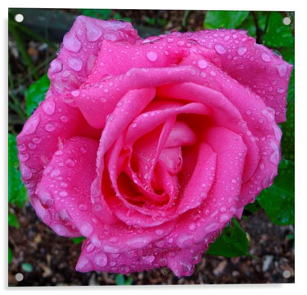 Pink Rose after the Rain  Acrylic by ian jackson