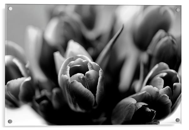  Tulips Acrylic by Andy McDonald