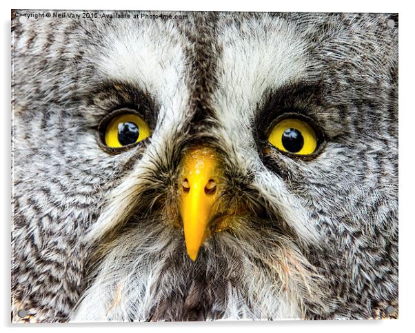  Great Gray Owl Close Up Acrylic by Neil Vary