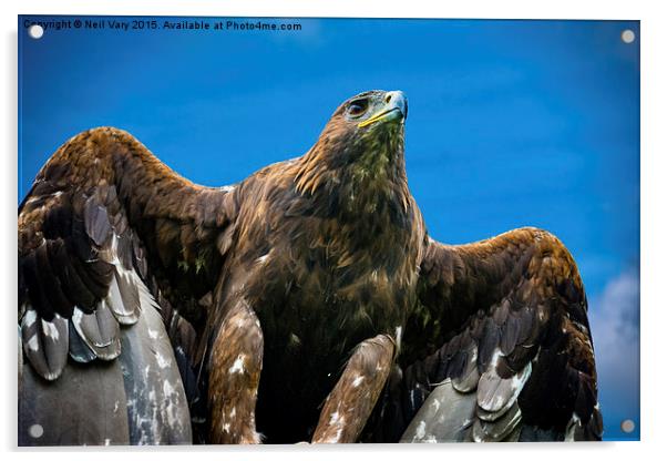  Golden Eagle  Acrylic by Neil Vary