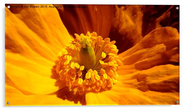  Yellow Poppy Acrylic by Jon Gopsill