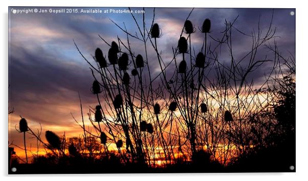 Teasel Sunset  Acrylic by Jon Gopsill