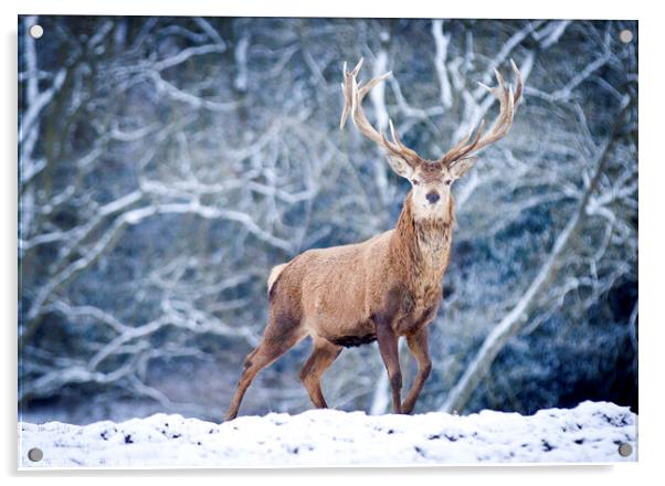 A red deer stag in the snow Acrylic by Danny Kidby-Hunter