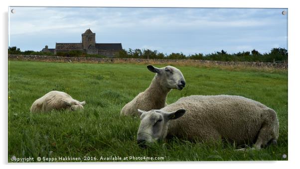                  Iona sheep               Acrylic by Seppo Hakkinen