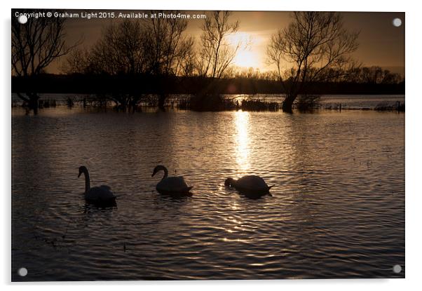  Swans on flooded meadow at sunset Acrylic by Graham Light