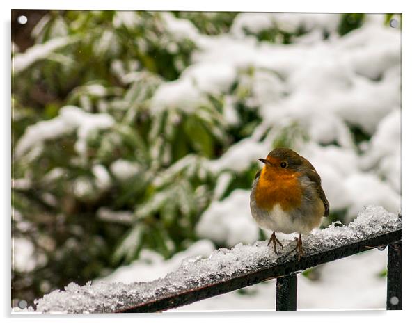  Robin on railings Acrylic by Jim Moody