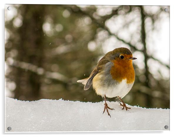  Robin in the snow Acrylic by Jim Moody