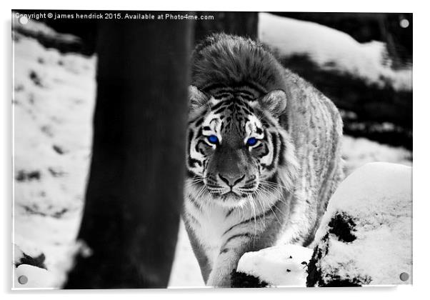 Tiger blue eyes Acrylic by james hendrick