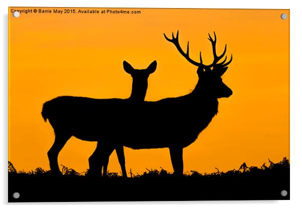  Red Deer at Sunset Acrylic by Barrie May