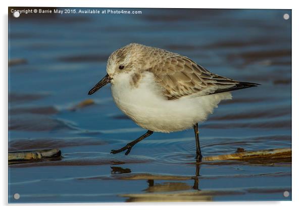 Sanderling (Calidris alba) Acrylic by Barrie May