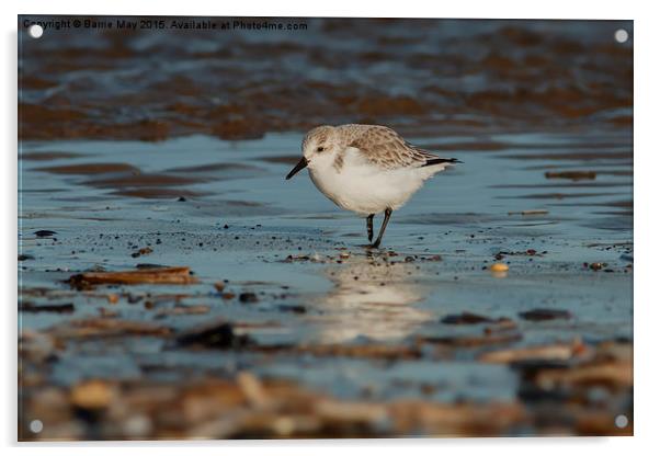 Sanderling on the Shoreline Acrylic by Barrie May