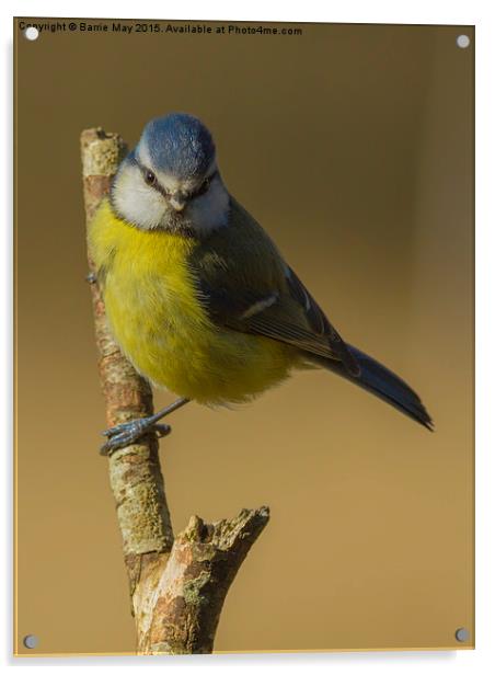 Blue Tit (Cyanistes caeruleus) Acrylic by Barrie May