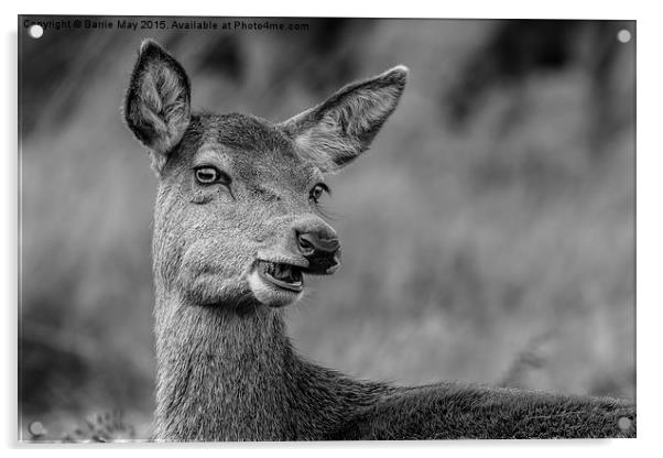 Cheeky Female Red Deer Acrylic by Barrie May