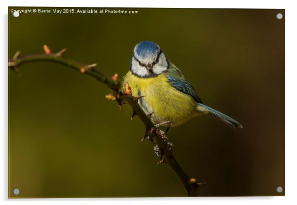 Blue Tit (Cyanistes caeruleus) Acrylic by Barrie May