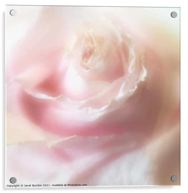 Rose Acrylic by Janet Burdon