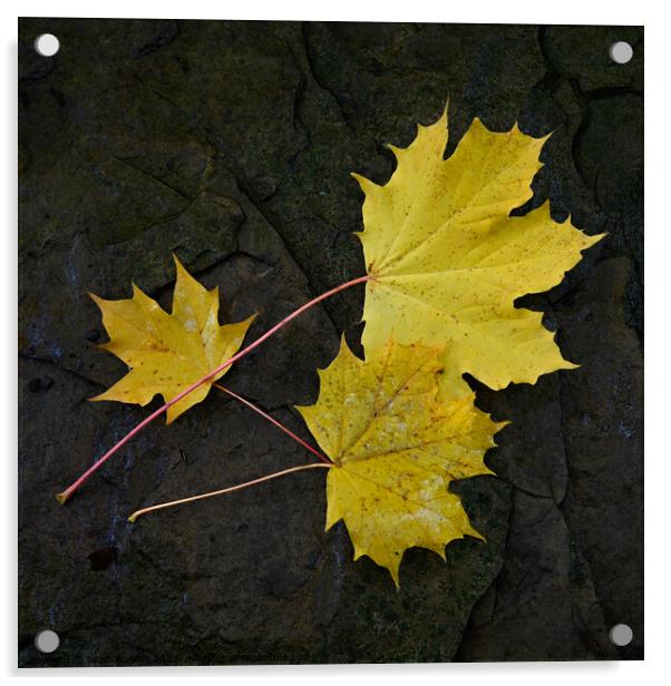 Autumn Leaves Acrylic by Janet Burdon