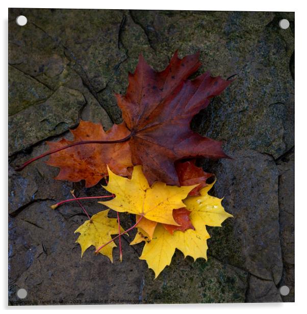 Autumn Leaves #4 Acrylic by Janet Burdon