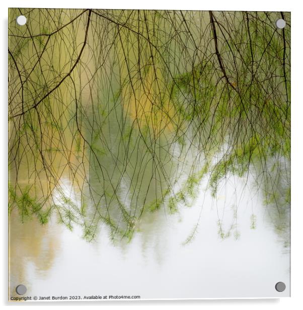 Autumn Veil Acrylic by Janet Burdon