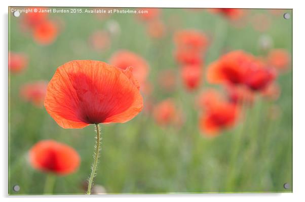 Summer Poppies Acrylic by Janet Burdon