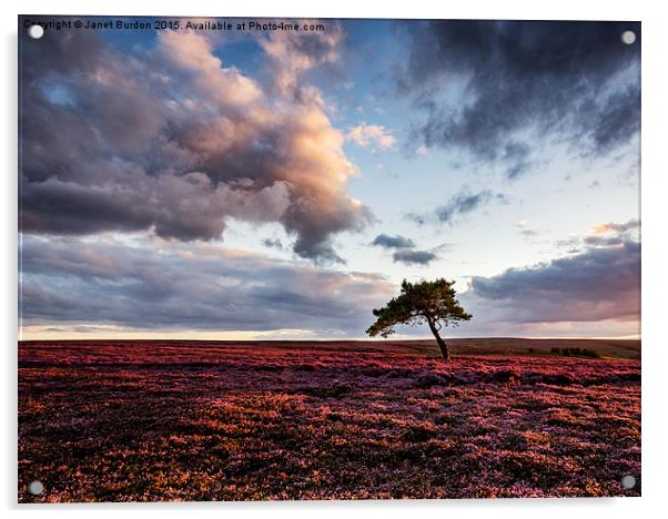 Lone Tree at Sunset Acrylic by Janet Burdon