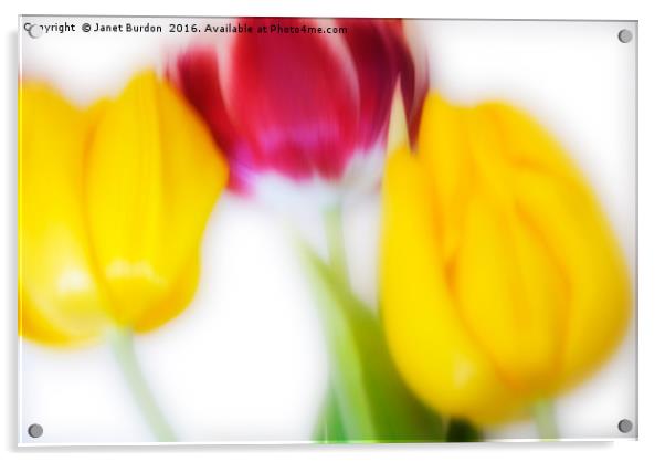 Three Tulips Acrylic by Janet Burdon