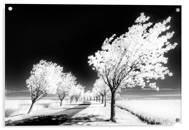 Cherry Tree Grove, Wolds Way Acrylic by Janet Burdon