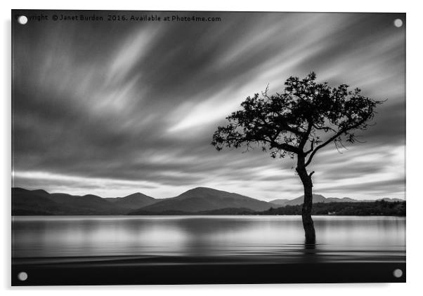 Lone Tree, Milarrochy Bay Acrylic by Janet Burdon