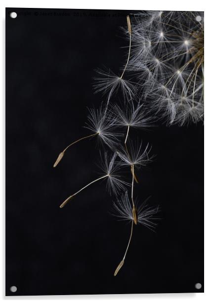 Dandelion Seeds Acrylic by Janet Burdon