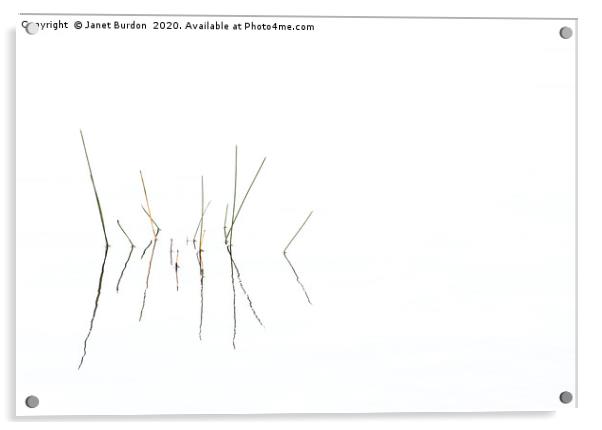 Reeds Acrylic by Janet Burdon