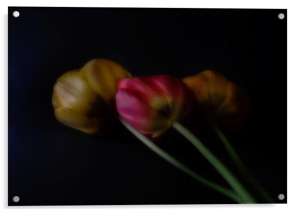 Three Tulips Acrylic by Janet Burdon