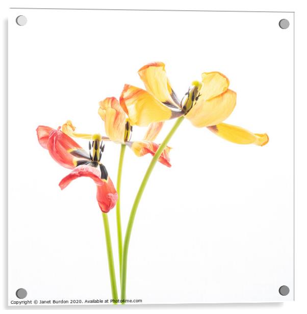 Tulip Trio Acrylic by Janet Burdon