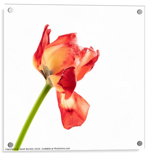 Red Tulip Acrylic by Janet Burdon