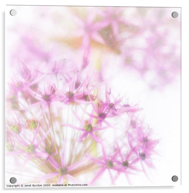 Allium cristophii, Acrylic by Janet Burdon